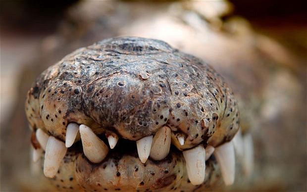 Crocodile escapes on Qantas flight